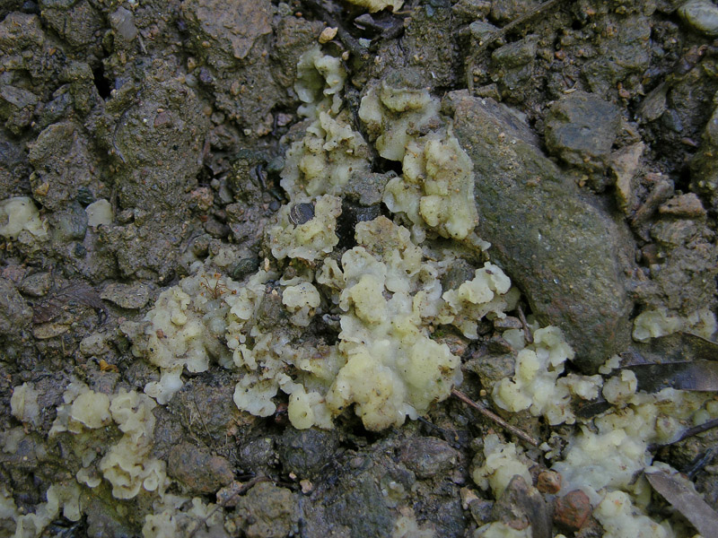 Uno sconosciuto (cfr. Sebacina sp.)